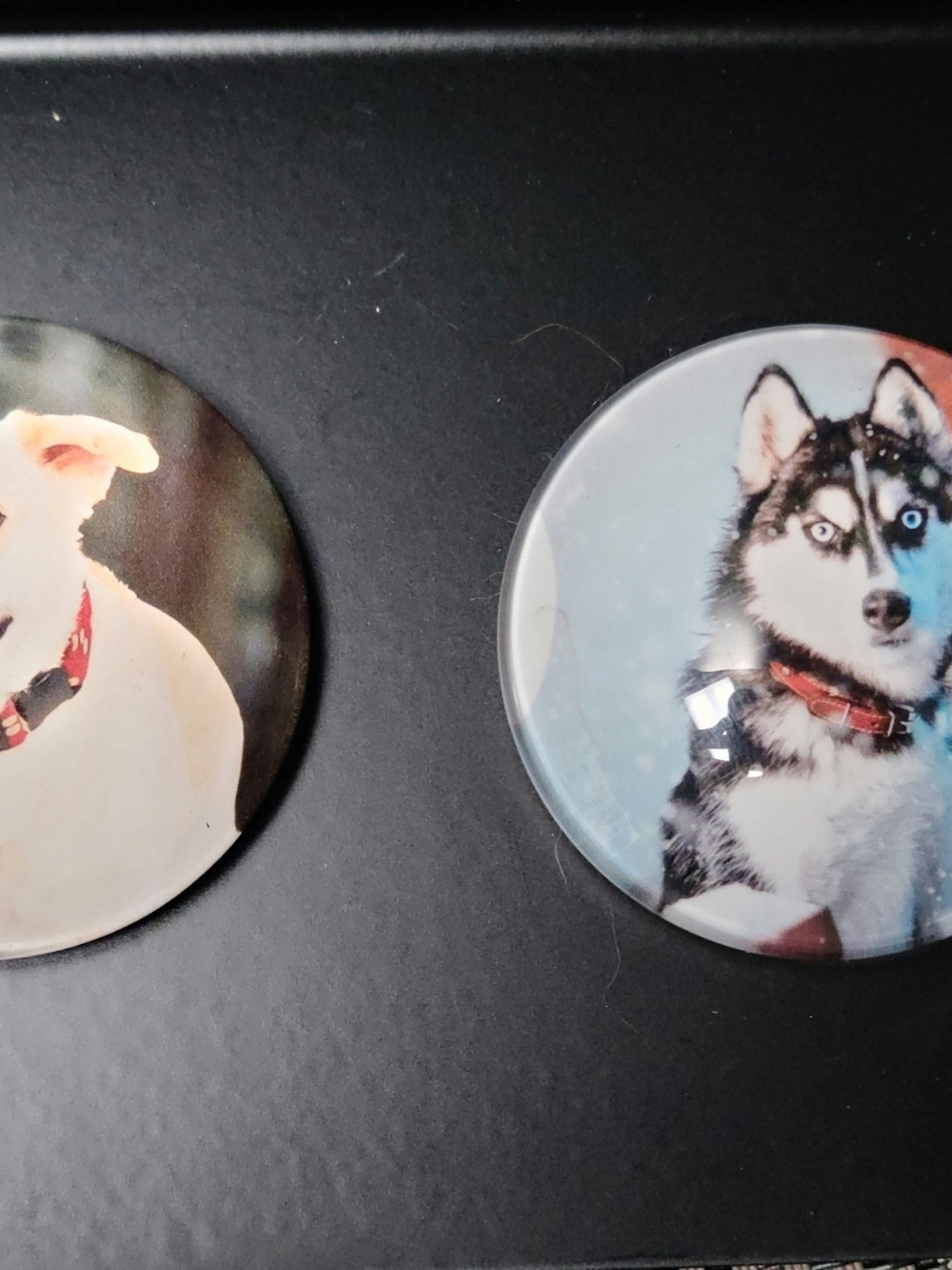 Multicolored Dog Fridge Magnet Set